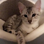 Piper Murphy, Mau, Silver Female DOB 10-4-18