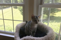 Nile, Mau, Silver, female, darker, DOB 4-30-18