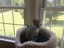 Nile, Mau, Silver, female, darker, DOB 4-30-18