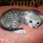 Mau, silver, Female DOB 4-30-18