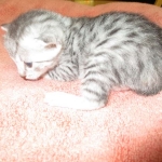 Mau, silver, Female DOB 4-30-18