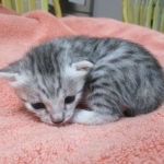 Mau, silver, Female DOB 4-30-18