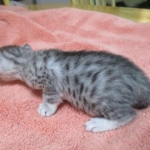 Mau, silver, Female DOB 4-30-18