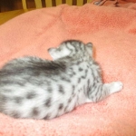 Mau, silver, Female DOB 4-30-18