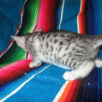 Nile, Mau, silver, Female DOB 4-30-18