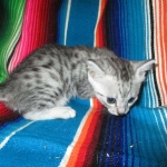 Nile, Mau, silver, Female DOB 4-30-18