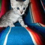 Nile, Mau, silver, Female DOB 4-30-18