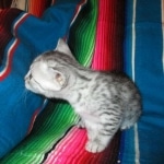 Nile, Mau, silver, Female DOB 4-30-18