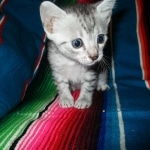 Nile, Mau, silver, Female DOB 4-30-18