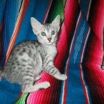 Nile, Mau, silver, Female DOB 4-30-18