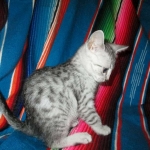 Nile, Mau, silver, Female DOB 4-30-18