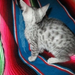 Nile, Mau, silver, Female DOB 4-30-18