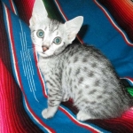 Nile, Mau, silver, Female DOB 4-30-18