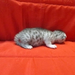 Mau, silver, Female DOB 4-30-18