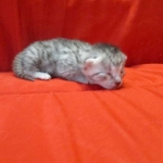 Mau, silver, Female DOB 4-30-18