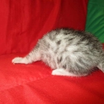 Mau, silver, Female DOB 4-30-18