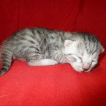 Mau, silver, Female DOB 4-30-18