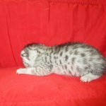 Mau, silver, Female DOB 4-30-18