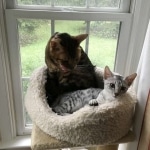 Nile, Mau, silver, Female DOB 4-30-18