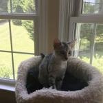 Nile, Mau, silver, Female DOB 4-30-18