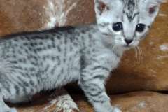 Sylvie Mau Silver female #1 DOB 11-3-22 smaller spots