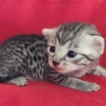 Mau silver female  DOB 11-3-22