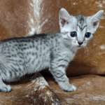 Mau silver female  DOB 11-3-22