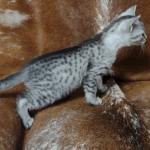 Mau silver female  DOB 11-3-22