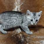 Mau silver female  DOB 11-3-22