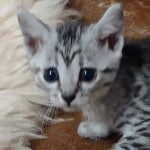 Mau silver female  DOB 11-3-22