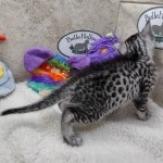 Mau silver female  DOB 11-3-22