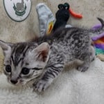 Mau silver female  DOB 11-3-22