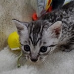Mau silver female  DOB 11-3-22