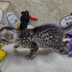 Mau silver female  DOB 11-3-22