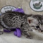 Mau silver female  DOB 11-3-22