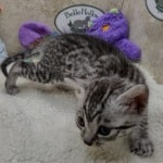 Mau silver female  DOB 11-3-22