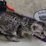 Mau silver female  DOB 11-3-22