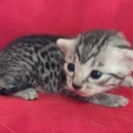 Mau silver female  DOB 11-3-22
