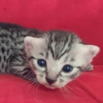 Mau silver female  DOB 11-3-22