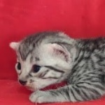 Mau silver female  DOB 11-3-22