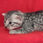 Mau silver female  DOB 11-3-22
