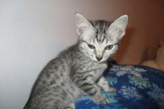 Lelu, Mau, silver female DOB 2-2-18