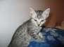 Lelu, Mau, silver female DOB 2-2-18