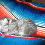 Mau, Silver Female DOB 2-2-18