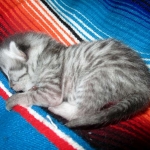 Mau, Silver Female DOB 2-2-18