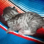 Mau, Silver Female DOB 2-2-18