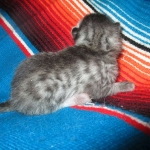 Mau, Silver Female DOB 2-2-18