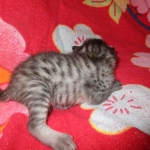 Mau, Silver Female DOB 2-2-18