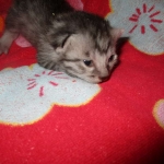 Mau, Silver Female DOB 2-2-18