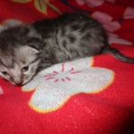 Mau, Silver Female DOB 2-2-18